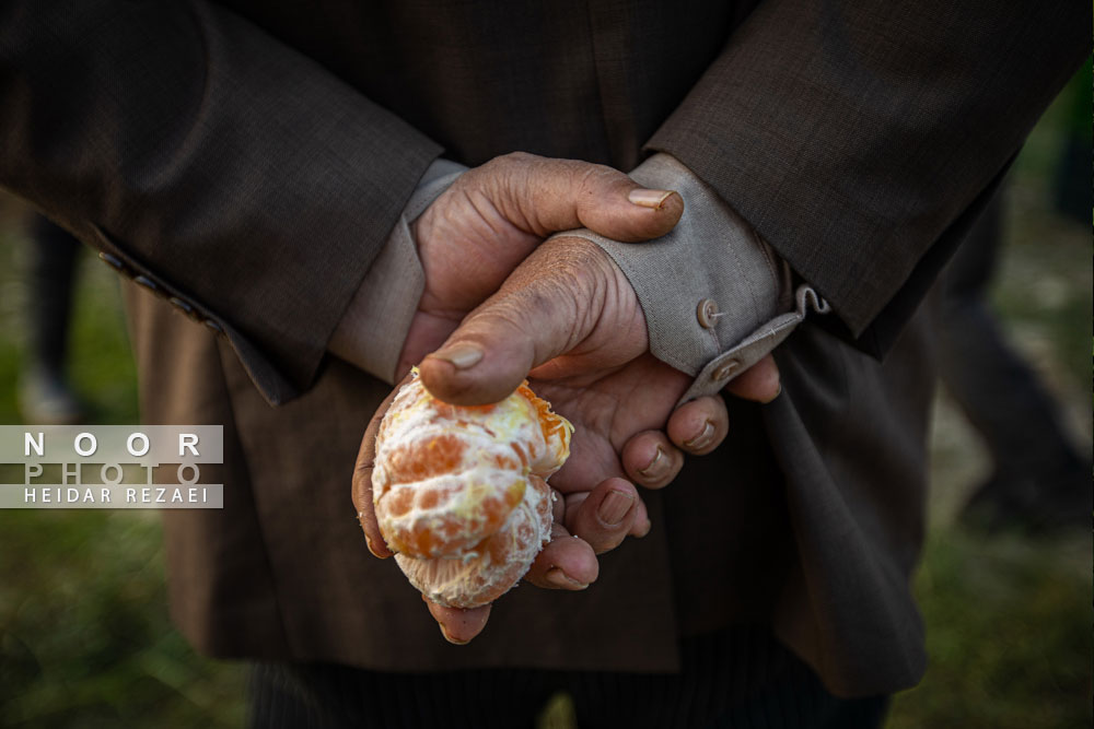 برداشت%20نارنگی،%20اشتغالزایی%20در%20مناطق%20محروم