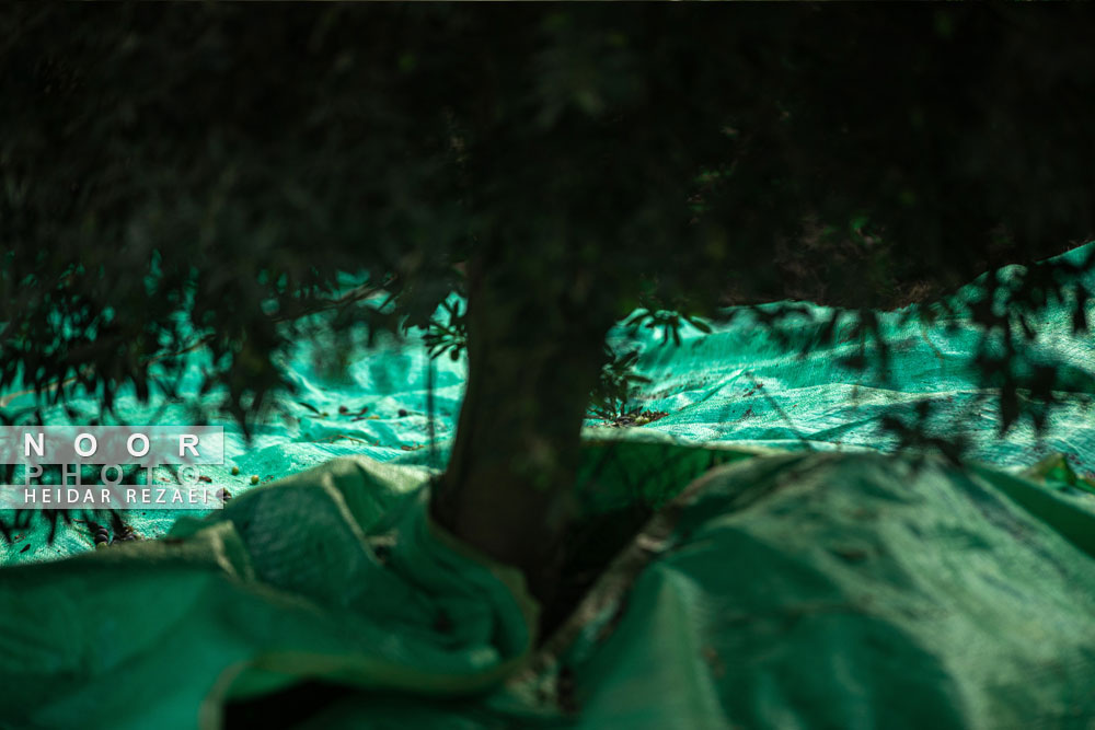 باغ%20زیتون،%20مسیر%20آبادانی%20مناطق%20محروم