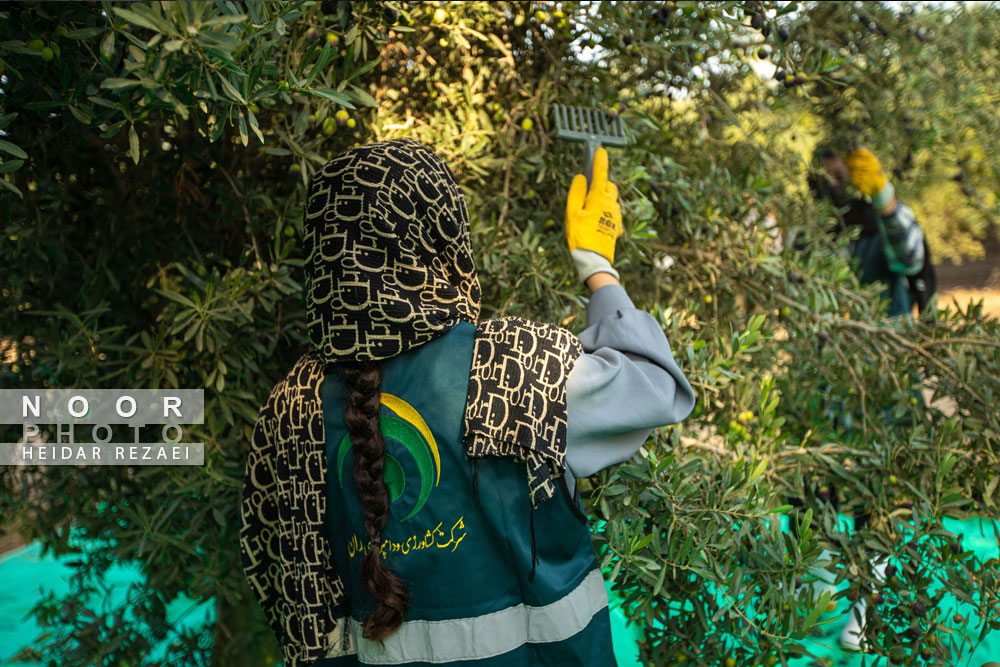 باغ%20زیتون،%20مسیر%20آبادانی%20مناطق%20محروم