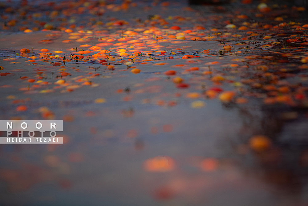 کارخانه%20رب%20گوجه%20فرنگی%20در%20مسیر%20توسعه