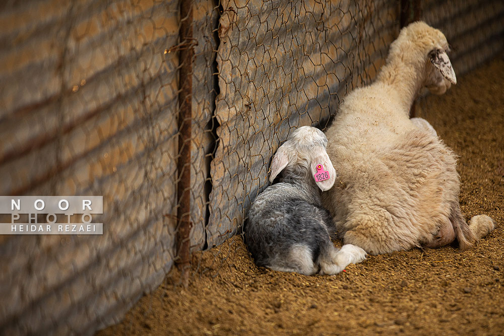 مزرعه%20دامپروری%20چپرقویمه%20گنبد%20در%20مسیر%20محرومیت%20زدایی