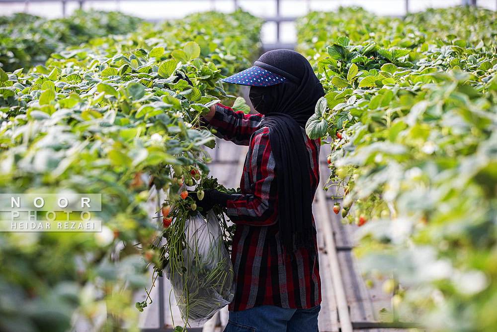 گلخانه%20ظفر،%20بزرگترین%20گلخانه%20توت%20فرنگی%20کشور