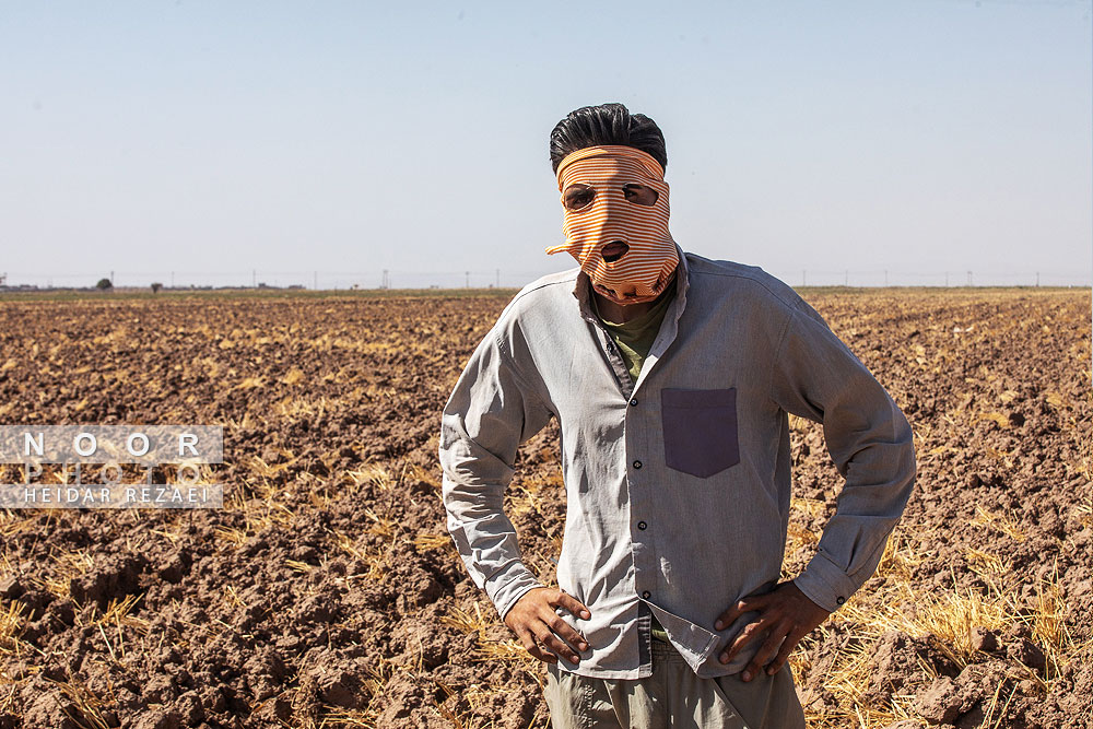 برداشت%20ذرت%20علوفه%20ای%20دام