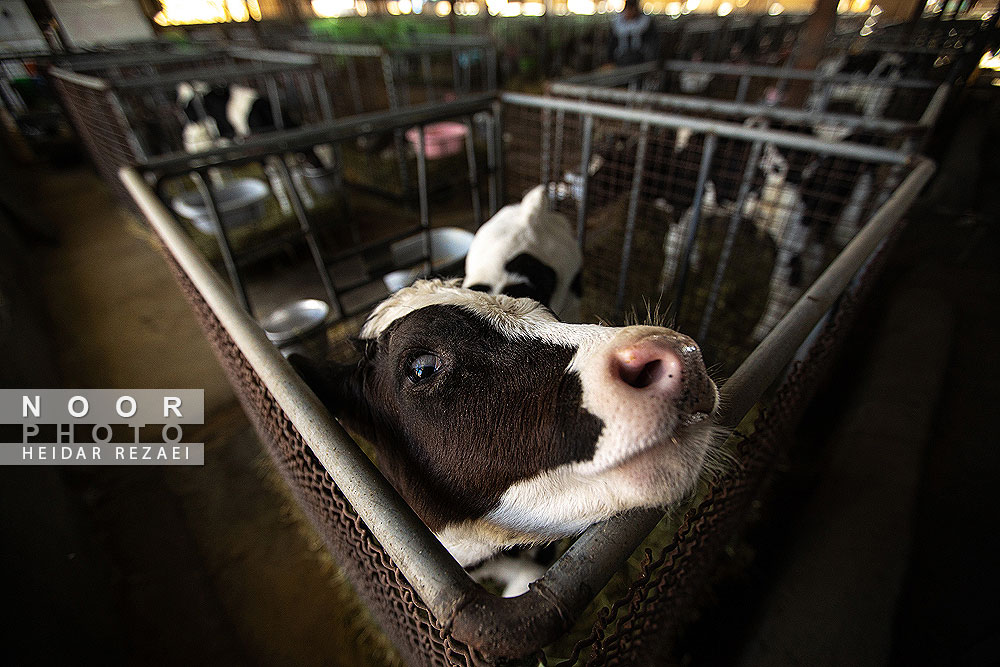 دامپروری%20قدس%20بینالود