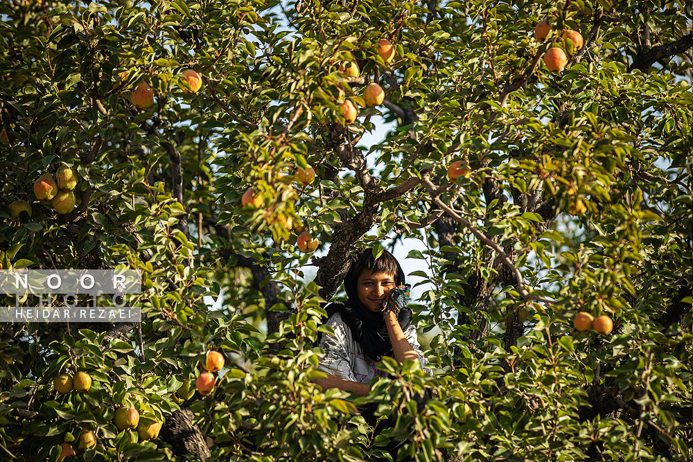 برداشت%20گلابی%20از%20باغات%20چناران%20مشهد