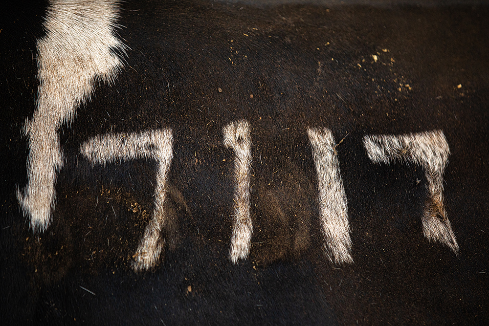 دامپروری%20قدس%20بینالود