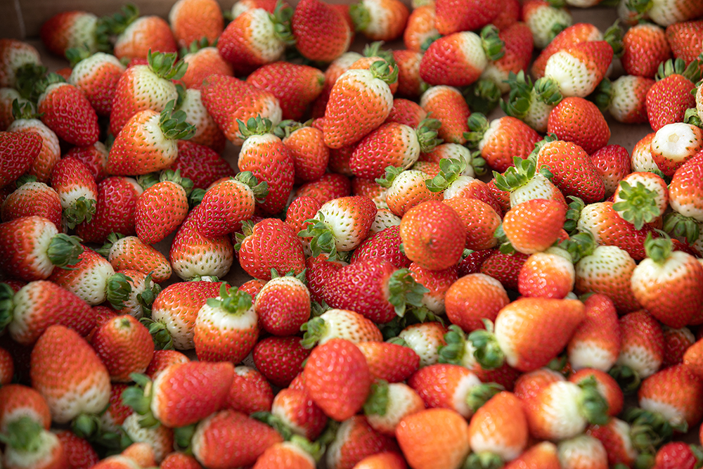 برداشت%20توت%20فرنگی%20گلخانه%20ای