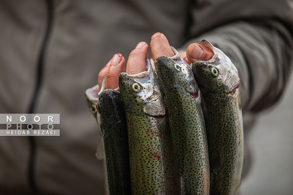 برداشت%20شب%20یلدایی%20ماهی%20قزل%20آلا%20در%20تلیسه%20نمونه