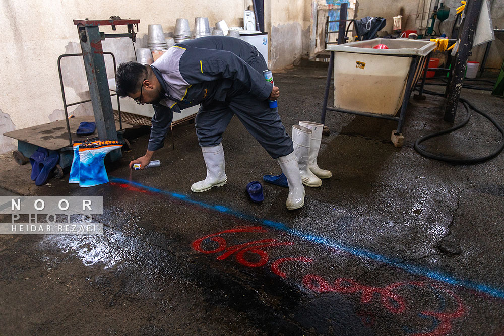 دامداری%20تلیسه%20نمونه